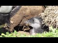A Baby Puffin Calls from the Burrow to it's Parents Waiting Outside. Baby Puffin Chick Calling.