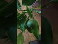 grafted lemon tree