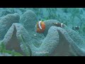 The Colorful World of Clownfish An Exploration of Nature's Living Gems #animals #fish #clownfish