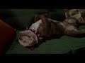 Little Nicky - Mr Beefy sleeping (1 hour)