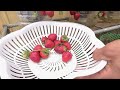 So Unexpected, Growing Strawberries in plastic bottles is very easy and has a lot of fruit