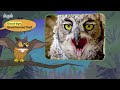 10 Nocturnal Animals | Koala | Gray Wolf | Siberian Tiger | Flying Fox and More l Meet the Animals