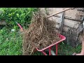 Simple Filipino Meal that i harvested in my garden (Organic Gardening) Bohol,Philippines-Countryside