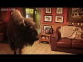 Buffalo in the house - Animal Odd Couples: Episode 2 Preview - BBC One