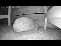 Hedgehog visitor tonight 23rd May 2024 #hedgehog #animals #nightvision