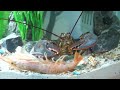 Raising a Grocery Store Lobster as a Pet