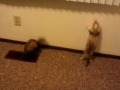 Crazy ferrets