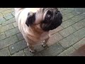 Angry Pug