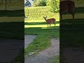 A fawn in the village of Lancaster