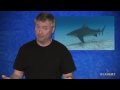 Bull Sharks | SHARK ACADEMY