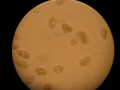 Paramecium under microscope II.