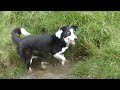 Ruby checking out a puddle