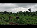 നാട്ടിൽ പുറത്തെ കാഴ്ചകൾ 🥰#village #villagelife#villagevlog#beautifulplace #beautiful#youtuber#nature