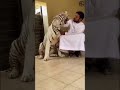 Dubai mascotas