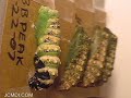 Indra Swallowtail Butterfly Metamorphosis Pupation Time Lapse Documentary V01713