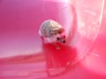 Hedgehog runnung up a slide