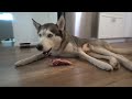 What Feeding Raw Breakfast Every Morning Looks Like With My Husky!