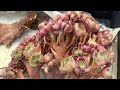 VƯỜN SEN ĐÁ NHÀ TRỒNG : Aeonium Succulents Collection Australia 🇦🇺