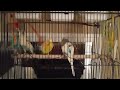 Parakeets enjoy new toy.