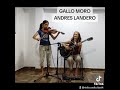 Gallo Moro violín