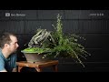 How An Overgrown Bonsai Tree Is Professionally Restored | Refurbished | Insider