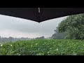 Rain Sound and Rainforest Sleeping Sounds - Relaxing Sleep Rain Sound 1 Hours