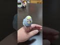 🐦「遊びすぎた…眠いしちょっと暑いよ〜」　主（動画ですが余り動きません（笑）可愛い…）