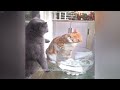 Funny Dog And Cat Videos 😅 Best Funny Cats Videos 2024 🙀