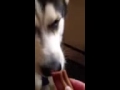 Teaching our Husky to sing HAPPY B'DAY PAPA!!