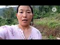 tomato ropdai 🍅, hamro lutay Ama pani logyo 🥹#sikkim l Namprick#villagevlog#tomatofarming#dailyvlog