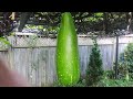 Giant yummy squash