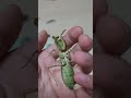 사마귀들이 별로 떠나기 전 마지막으로 찍은 영상..😢 #사마귀 #mantis #insects #슬픔 #슬프다 #sad #슬픈영상 #곤충