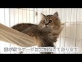 【猫ケージ必要？？】アイリスオーヤマキャットケージ3段使用レビュー!! 選んだポイントを紹介！