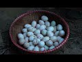 5 month Raise ducks, build nests and harvest duck eggs to market sell, Gardening to harvest to sell