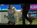 Hound Group Judging And Presentation | Crufts 2019