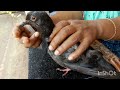 പ്രാവിനെ ഇപ്പൊ സുഖമായി/kunnamkulam royal hospital health issues pigeon 🐦 poor