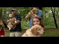 Dogs 101 - Golden Retriever