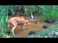 Deer Drinking / Snorkeling at the Pond     #nature #naturelovers #wildlife  #funnyanimals