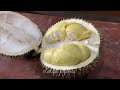 Beli Durian Langsung Ke Petani Durian || Gunungpati Semarang Jateng.