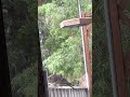 Two Mourning Doves Preening, Kissing & Mating After California Spring Storm.🕊🕊🌦🌴🌴 Puffy Doves