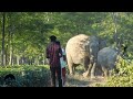 Crazy People Conflict With Elephant