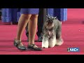 Central Florida Kennel Club All-Breed Show