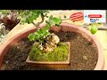 How to Make a Mini Bonsai Sancang Premna Micropylla ll Learn Bonsai Beginners