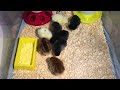 I bought baby chicks