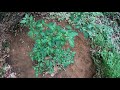 BIRD EYE CHILI PLANT | #കാന്താരിമുളകു | Thai Chili | KERALA | Nat Sounds - ASMR