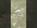 Chihuahua rolling in the grass 😆