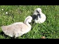 Mamma cigno con i suoi piccoli sul lago di Angera.