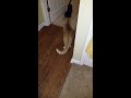 How to entertain dog and cat with 1 rope