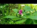 Morning Relaxing Music With Video Of Flower