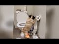 FUNNIEST Cats and Dogs | Best Bloopers 😺